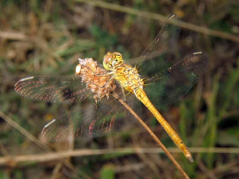 Sympetrum meridionale (Selys, 1841)